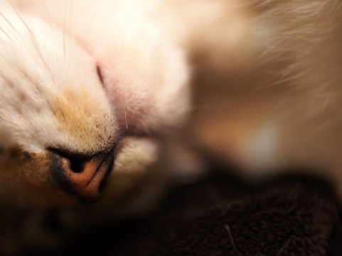 f:id:hphpcst:20160219222031j:plain