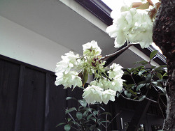 f:id:ikep:20080412152300j:image f:id:ikep:20080412152300j:image