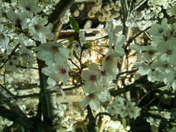 f:id:ikep:20120410203233j:image f:id:ikep:20120410203233j:image