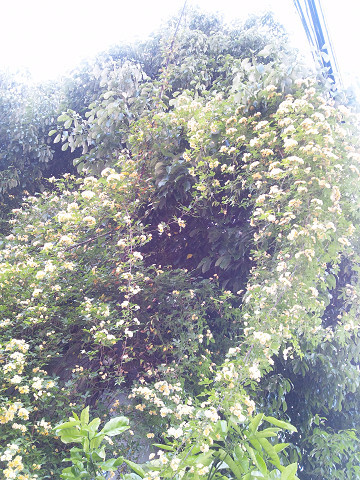 f:id:ikep:20120514010204j:image