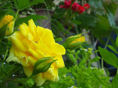 f:id:ikep:20120519230207j:image f:id:ikep:20120519230207j:image