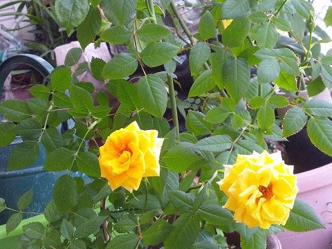 f:id:ikep:20120519230214j:image f:id:ikep:20120519230214j:image