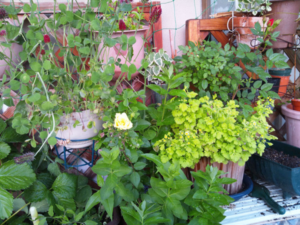 f:id:ikep:20120519231131j:image f:id:ikep:20120519231131j:image