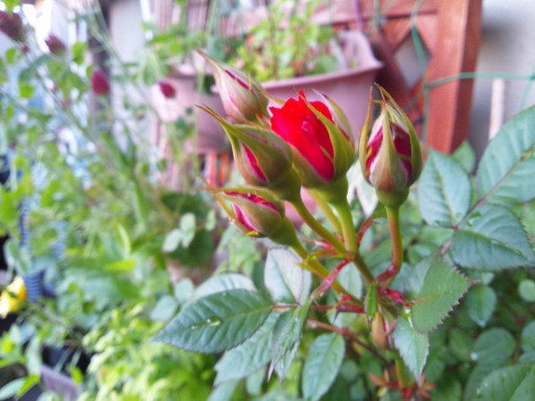 f:id:ikep:20120519231134j:image f:id:ikep:20120519231134j:image