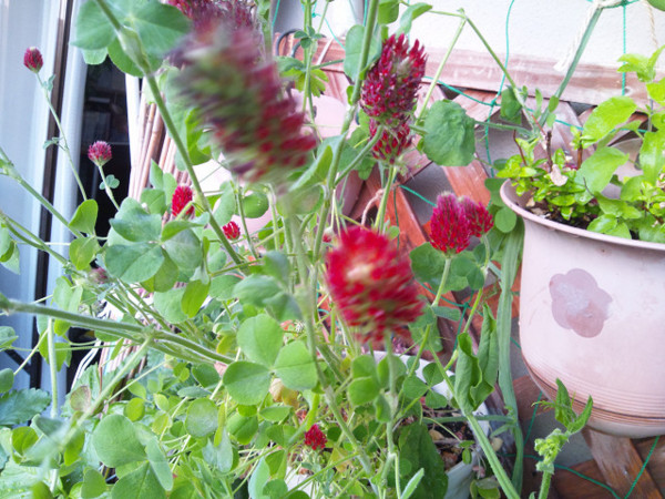 f:id:ikep:20120519231135j:image f:id:ikep:20120519231135j:image