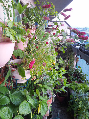 f:id:ikep:20120519231136j:image f:id:ikep:20120519231136j:image