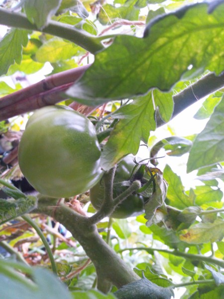 f:id:ikep:20120630181626j:image