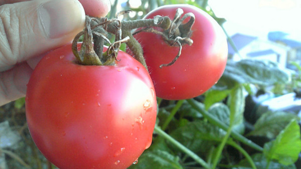 f:id:ikep:20120718064824j:image:w360 f:id:ikep:20120718064824j:image:w360