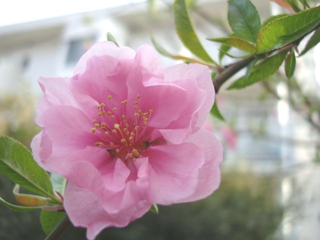 f:id:liusei:20110426185711j:image