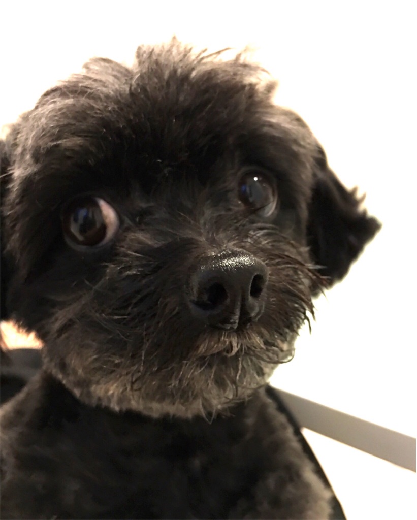 f:id:maycrescent:20180117163733j:image