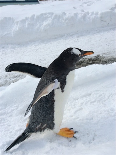 f:id:mbb-penguin:20160204211138j:plain