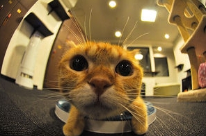 画像 Iphone用魚眼レンズで撮影された可愛い動物たち Zuozuomuのブログ