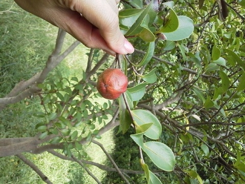 椿の実 山茶花の実 みーつけた 国家検定フラワー装飾技能士２級 １級の当校受検生の今日現在の フラワースクール東京 横浜 国家検定フラワー装飾技能士指導校 Nfd公認校 東京 新宿校 ノーブルフラワーデザインスクール