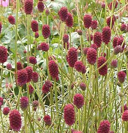 f:id:noblekanazawa70:20130920002435j:image