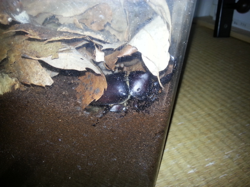 f:id:nps0203:20120803214344j:image:w360