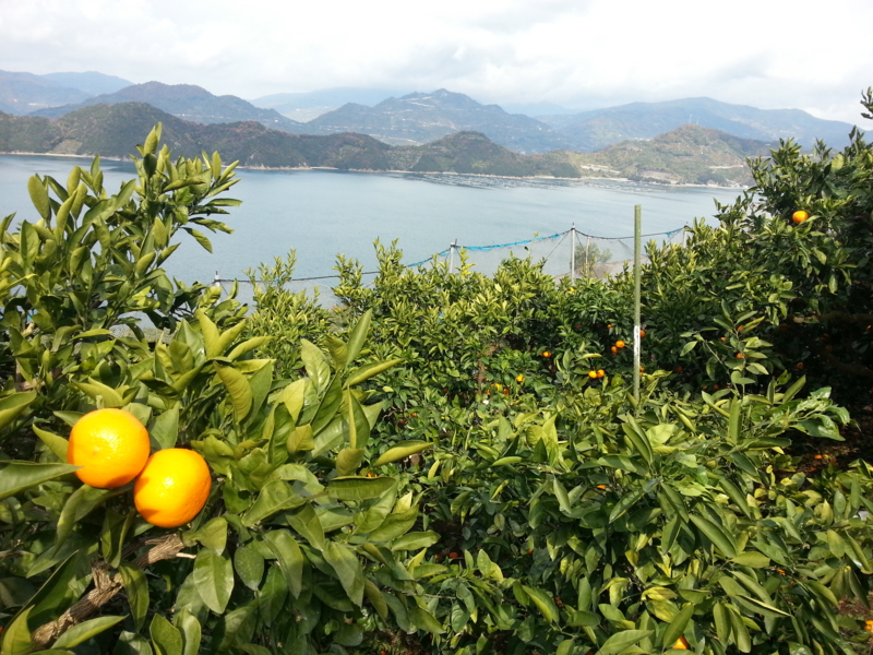 f:id:nps0203:20121219150453j:image:w360