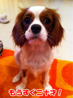 f:id:spilog:20101106142614j:image