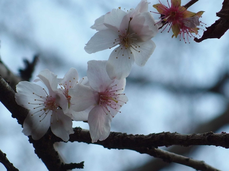 f:id:unsui456:20150211084510j:image:w530