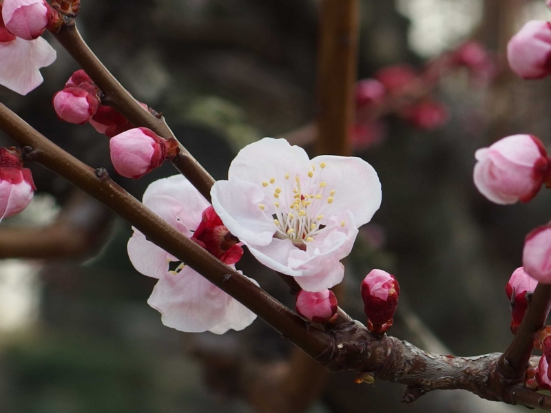 f:id:unsui456:20150313011019j:image:W530