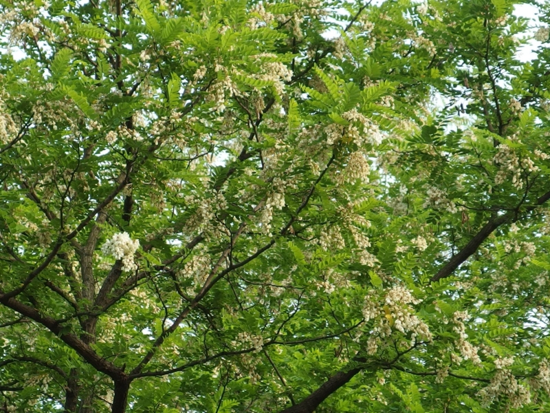 f:id:unsui456:20150507010507j:image:w530