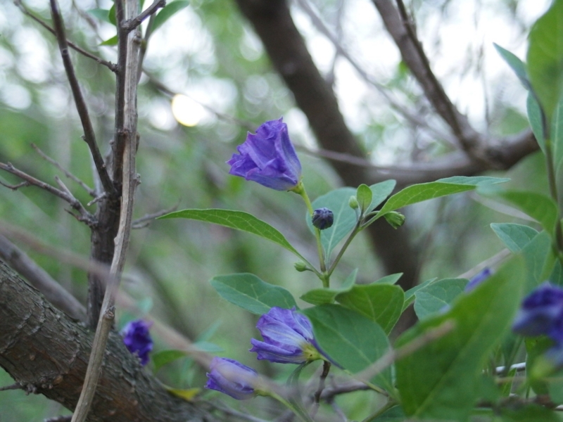 f:id:unsui456:20150514055712j:image:w530