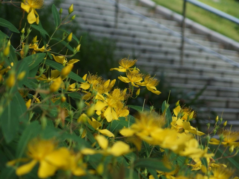 f:id:unsui456:20150624152513j:image:w530