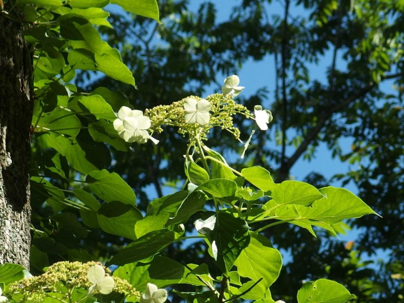 f:id:unsui456:20150720131347j:image:w530