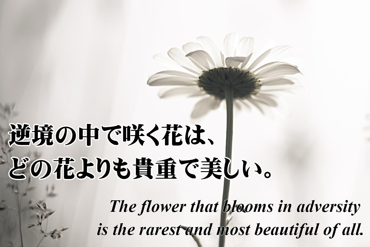 逆境の中で咲く花は : ウォルト・ディズニー - kotodama 心に残る名言集～言霊