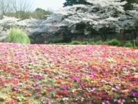 f:id:zingclub:20100406151636j:image