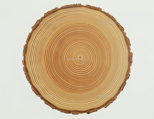 木の寿命の考え方 C Plusのブログ