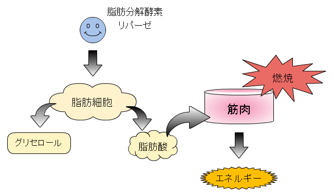 é¢é£ç»å