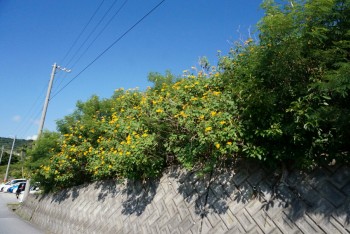 Cenbless　沖縄　山の茶屋　楽水