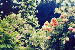 秘密の花園