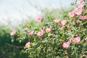 空に向かって咲くバラ