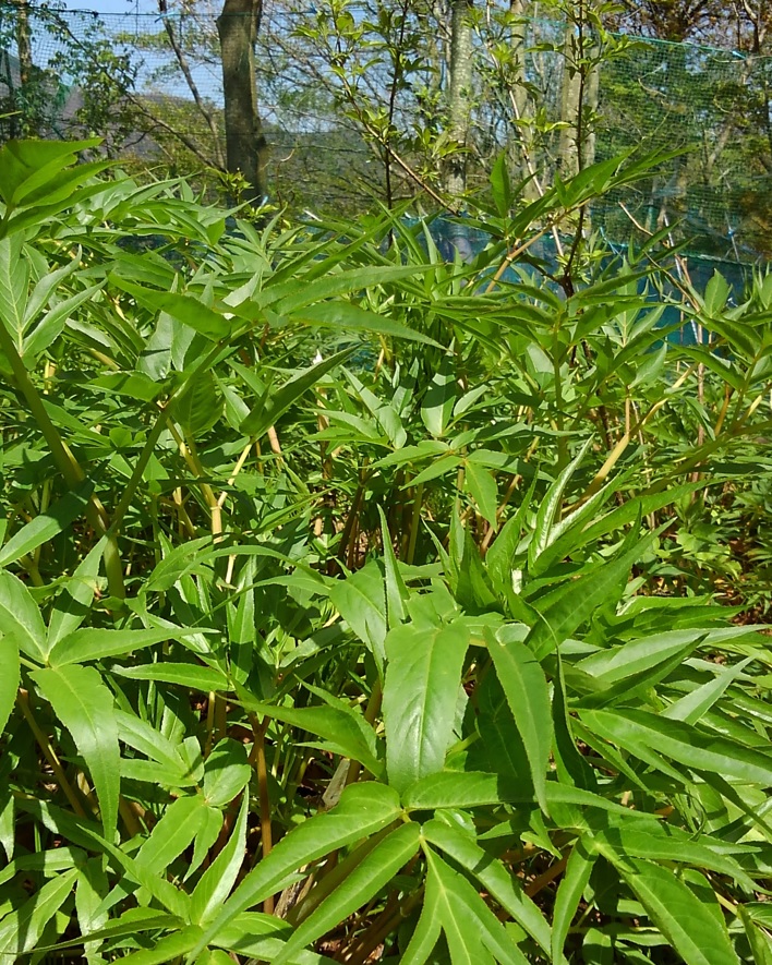 hyugatouki6