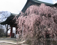 大光院の桜