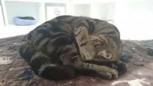 DSC_0013_1517818379988