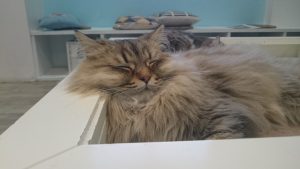 DSC_0014_1517818384144