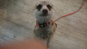 DSC_0018_1517816585898