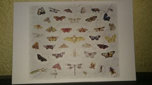 DSC_0010_1520936088395
