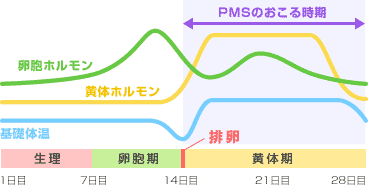 グラフ：PMSのおこる時期