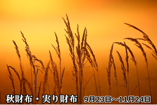 ココマイスター実り財布