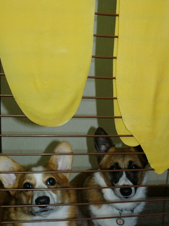 幸せの黄色い？