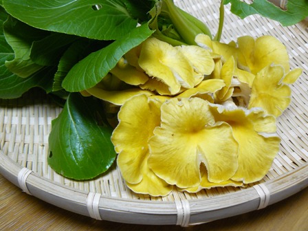 きれいなレモン色