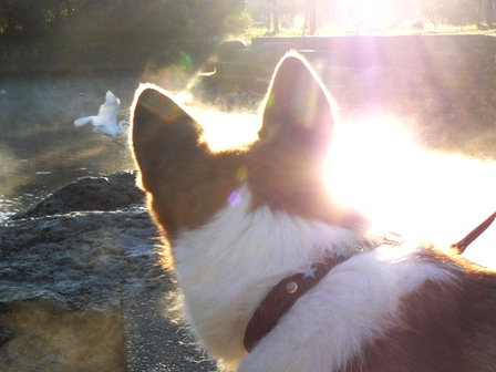 あ。シロサギさん・・・