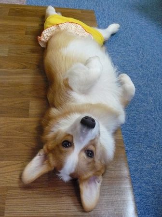 お好きになさって