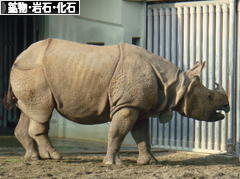 にほんブログ村 コレクションブログ 鉱物・岩石・化石へ