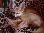 フェネック(世界最小キツネ)