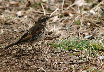 DSC00744-s.jpg