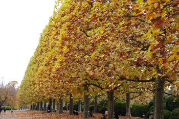 DSC09454-s.jpg